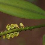 Bulbophyllum scaberulum പുഷ്പം