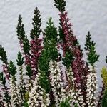 Calluna vulgaris Alkat (teljes növény)