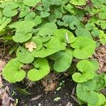 Asarum canadense Liść