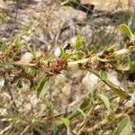 Amaranthus albus Листок