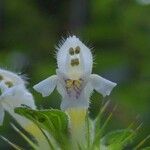 Galeopsis tetrahit Flower