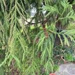 Cryptomeria japonica Ліст