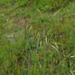 Avena barbata Fruit