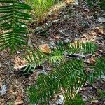 Torreya californica Hoja