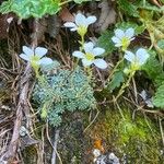 Saxifraga caesia Habitus