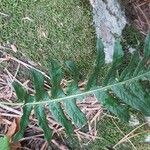 Polypodium interjectum ഇല