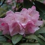 Rhododendron balfourianum Λουλούδι