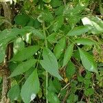 Sambucus nigra Leaf