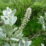 Salix glauca Blomma