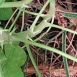 Pelargonium vitifolium 樹皮