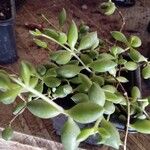 Cotyledon pendens Hoja