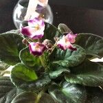 Streptocarpus ionanthus Кветка