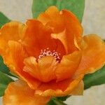 Pereskia bleo Flor