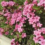 Rhododendron prinophyllum Floare