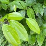 Cinnamomum verum Blatt