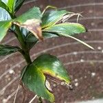 Chamaedorea geonomiformis Leaf