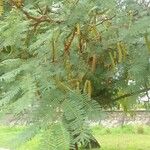 Vachellia aromaFrukt