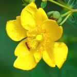 Hypericum × hidcoteense Flower