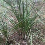 Lomandra longifolia Hoja