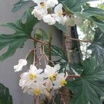 Begonia platanifolia 花