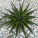 Agave demeesteriana Leht