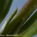 Helianthemum neopiliferum Bark