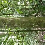 Protium aracouchini Кора