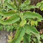 Sanguisorba canadensis Lehti