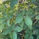 Rubus macrophyllus Blad