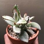 Kalanchoe tomentosa Folha