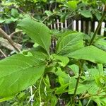 Chionanthus virginicus Blad