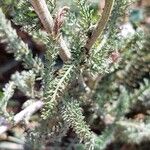 Achillea setacea Leaf