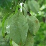 Staphylea trifolia Fruit