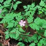 Geranium purpureumFlor