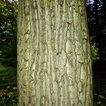 Juglans mandshurica Corteza