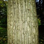 Juglans mandshurica Bark