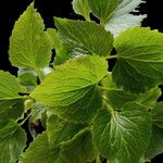 Campanula punctata Leaf