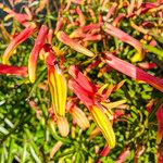 Lobelia laxiflora Flower