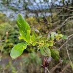 Coprosma robusta Hoja