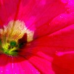 Salpiglossis sinuata Çiçek