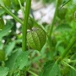 Physalis angulata Fruit