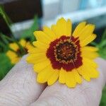 Coreopsis tinctoria Кветка