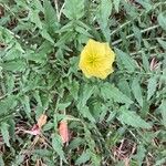 Oenothera triloba Blomst