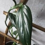 Monstera lechleriana Ліст