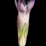 Gentianella amarella Квітка