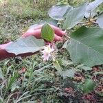Solanum torvum Blüte