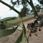 Acacia auriculiformis Frutto