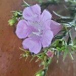 Agalinis purpurea Λουλούδι