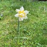 Narcissus bicolor Цвят