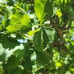 Commiphora schimperi Leaf